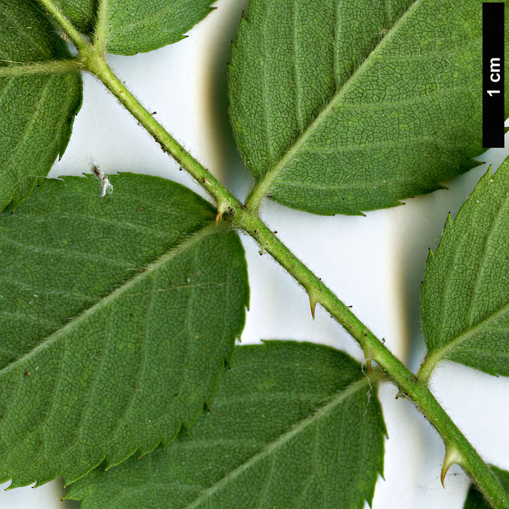 High resolution image: Family: Rosaceae - Genus: Rosa - Taxon: corymbifera - SpeciesSub: var. aemoniana